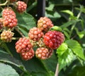 Macro: ripening berries of blackberries