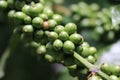 Macro of robusta coffee beans which is unripe on coffee plant with showers of sunlight Royalty Free Stock Photo