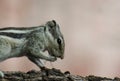 Macro Rock squirrel