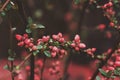 Macro of rockspray cotoneaster branches on a rainy day Royalty Free Stock Photo