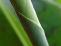 Macro of green banana leaf rolled up, abstract nature