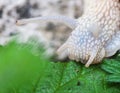 Macro roman snail eats leaf