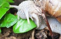 Macro roman snail eats leaf