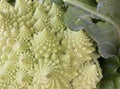 Macro of Romanesco broccoli, or Roman cauliflower, with its fractal shapes and Fibonacci sequences. Close-up Royalty Free Stock Photo