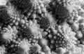 Macro of Romanescu cabbage monochrome. Golden ratio in nature