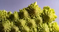 Macro of Romanescu cabbage on a lilac background. concept of summer and vegetarianism. Golden ratio in nature
