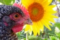 Macro Rooster and Sunflower