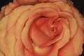 Macro rose! Queen of flowers close-up!