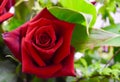 Macro Rose red close up flowers