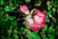 Macro rose with snail after rain Royalty Free Stock Photo