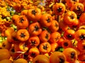 Macro of rowan tree or firethorn orange berries during fall