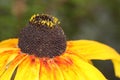 Macro of Rudbeckia hirta, Black-Eyed Susan flower Royalty Free Stock Photo