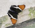 Macro Rusty-Tipped Page Brush-footed Butterfly