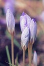 Saffron Flowers Crocus speciosus Royalty Free Stock Photo