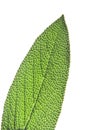 Macro sage leaf