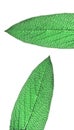 Macro sage leaf