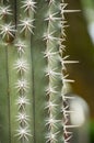 Macro of a Saguaro cactus sharp spines and areole.