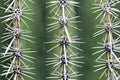 Close up of Saguaro Cactus Spines Royalty Free Stock Photo