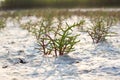 Macro Salicornia europaea, salt steppe plant, common glasswort, halophytic