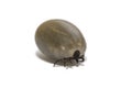 Macro Saturated Tick On White Royalty Free Stock Photo