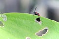 Macro of a scarlet beetle on the edge of a lilly leaf