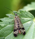 Macro of a scorpion fly with long feelers sits on a jagged leaf Royalty Free Stock Photo