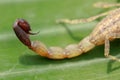 Macro of a scorpion stinger.venomous Lychas mucronatus. Swimming Scorpion, Chinese swimming scorpion or Ornate Bark Scorpion on a