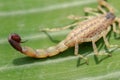 Macro of a scorpion stinger.venomous Lychas mucronatus. Swimming Scorpion, Chinese swimming scorpion or Ornate Bark Scorpion on a