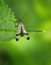 Macro of a scorpionfly Royalty Free Stock Photo