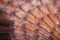 Macro of Sea shell texture Royalty Free Stock Photo