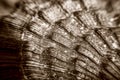 Macro of Sea shell texture Royalty Free Stock Photo