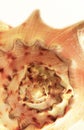Macro of seashell shows beautiful detail. Royalty Free Stock Photo