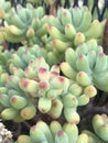 Macro of Sedum Rubrotinctum Jelly Bean Succulent Plant Royalty Free Stock Photo