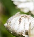 Macro of a Seed Bug on a White Bulb Flower Royalty Free Stock Photo