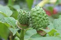 Macro of the seed pod on a datura plant Royalty Free Stock Photo