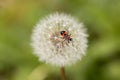 Bug on Dandelion Royalty Free Stock Photo