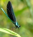 Macro selective focus on the head of a dark winged damselfly resting on a blade of grass. Royalty Free Stock Photo