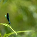 Macro selective focus on the head of a dark winged damselfly resting on a blade of grass. Royalty Free Stock Photo