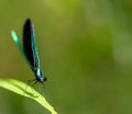 Macro selective focus on the head of a dark winged damselfly resting on a blade of grass. Royalty Free Stock Photo