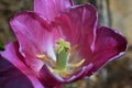 Macro selective focus image of decaying wilted tulip flower stamen, pistil and petals at the end of Spring in Cottage Garden in So Royalty Free Stock Photo