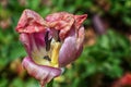 Macro selective focus image of decaying wilted tulip flower stamen, pistil and petals at the end of Spring in Cottage Garden in So Royalty Free Stock Photo