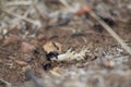 Macro selective focus shot of black ants on the ground Royalty Free Stock Photo