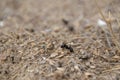 Macro selective focus shot of black ants on the ground Royalty Free Stock Photo