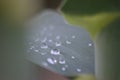 Macro selective focus shot of a green leaf with waterdrops Royalty Free Stock Photo