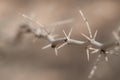 Macro selective focus thron branch in black and white for crown of thorns easter concept or dry desert plants Royalty Free Stock Photo