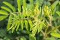 Macro sensitive plant's feather leaves(Mimosa pudica) Royalty Free Stock Photo