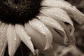 Macro Sepia Sunflower with Raindrops Royalty Free Stock Photo