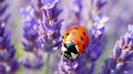 Macro of seven spot ladybug on lavender flower Royalty Free Stock Photo