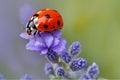 Ladybug on lavender flower Royalty Free Stock Photo