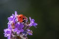 Macro of seven spot ladybug.